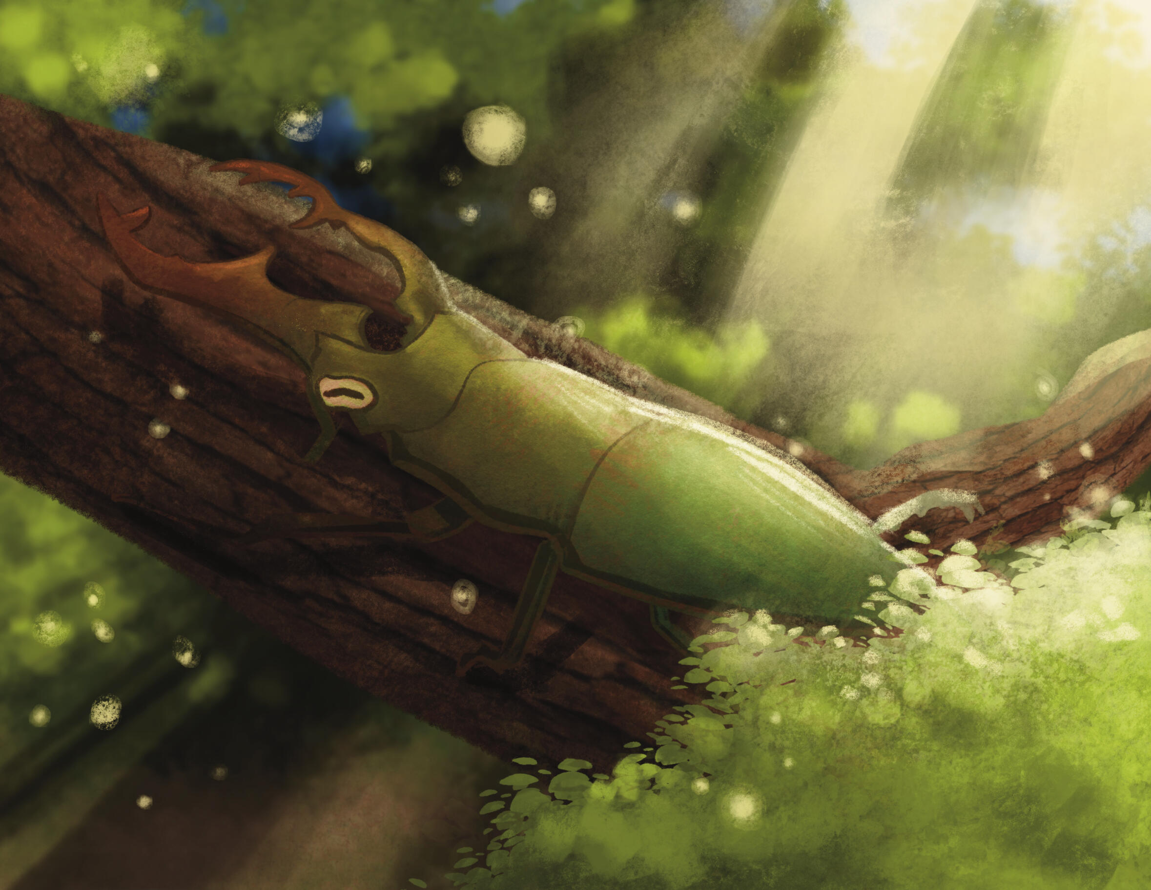 Illustrations